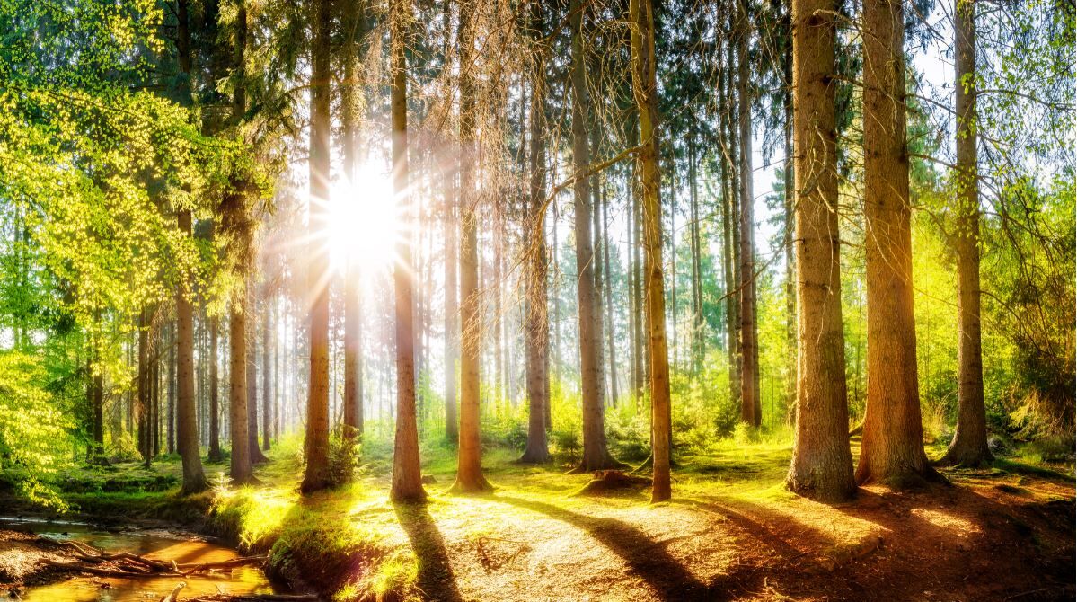 massivholz nachhaltig